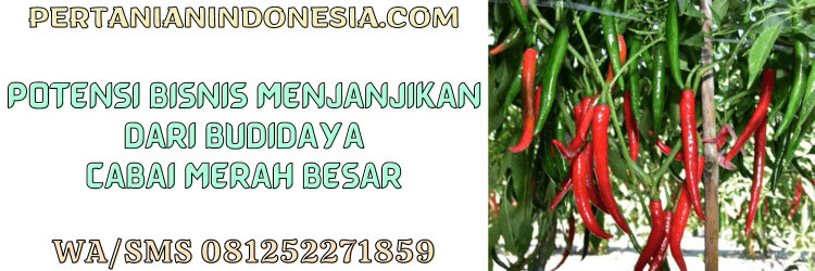 potensi,peluang,bisnis,agribisnis,agrobisnis,budidaya cabe,cabai,cabe,pertanian indonesia
